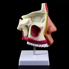 

Human Nasal Cavity Anatomy Model Medical Nose Cavity Structure For Science Classroom Study Display Teaching