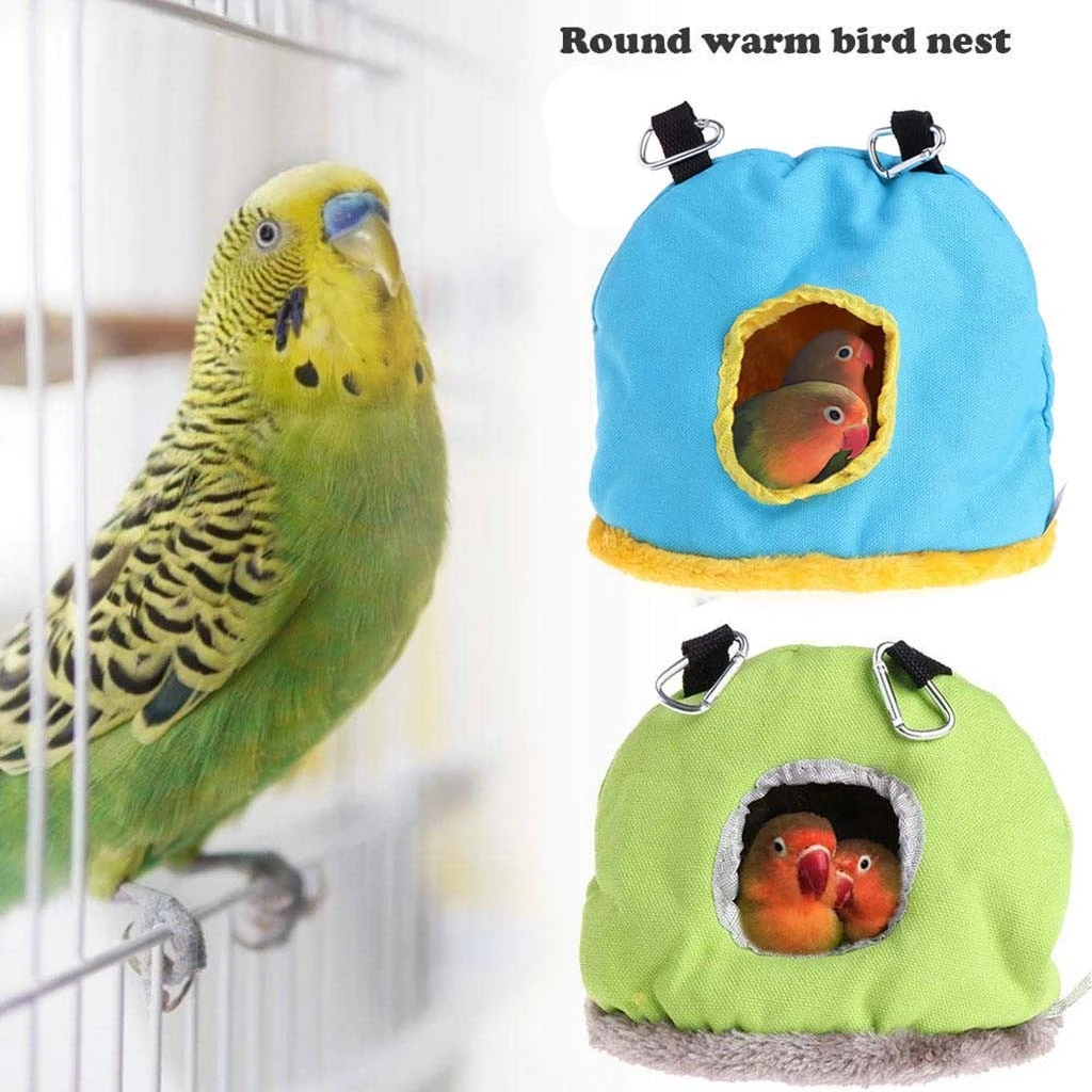 hamster and parrot