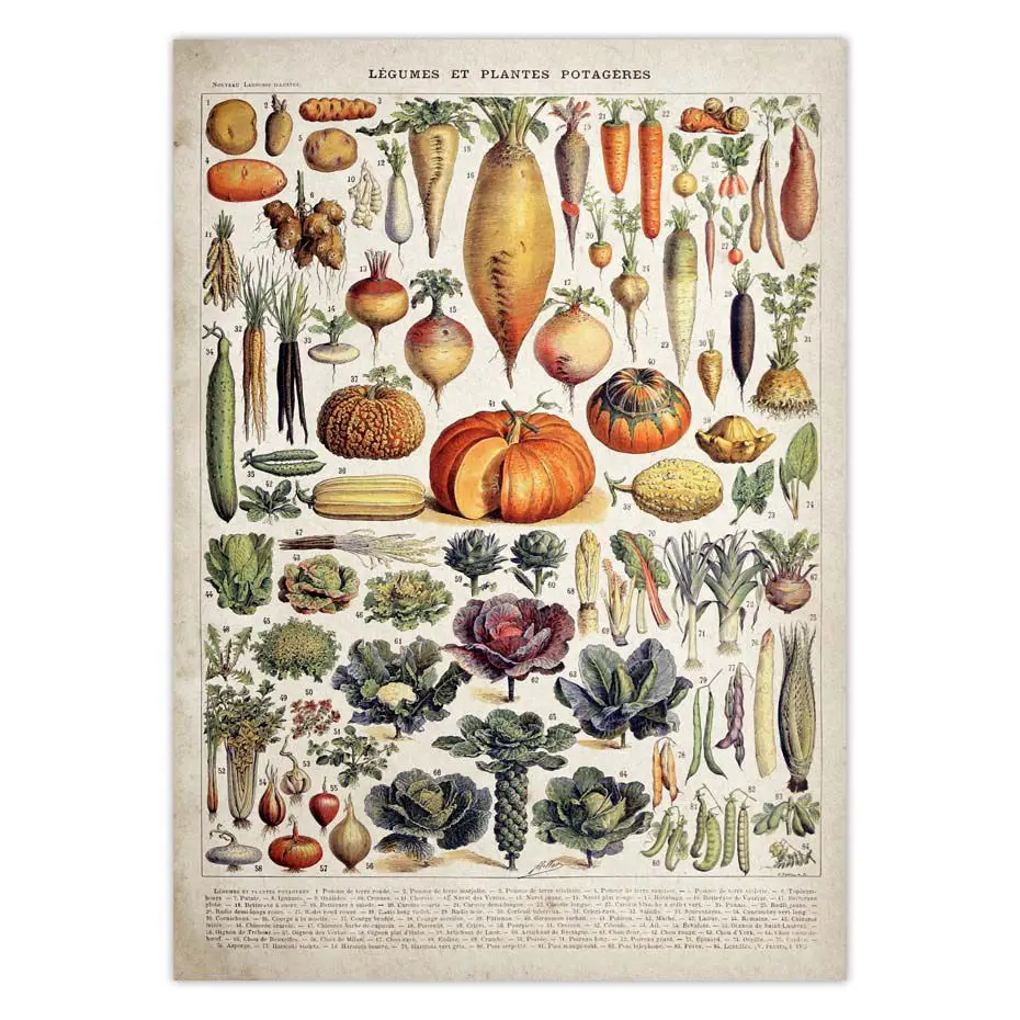 Vintage-Vegetable-Fruit-Mushroom-Poster-Canvas-Print-Antique-Wall-Art-Print-Botanical-Picture-Science-Poster-Kitchen (2)