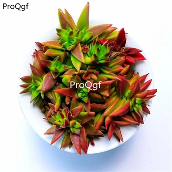 

Ngryise 3Pcs A Set Crassula fusca herre