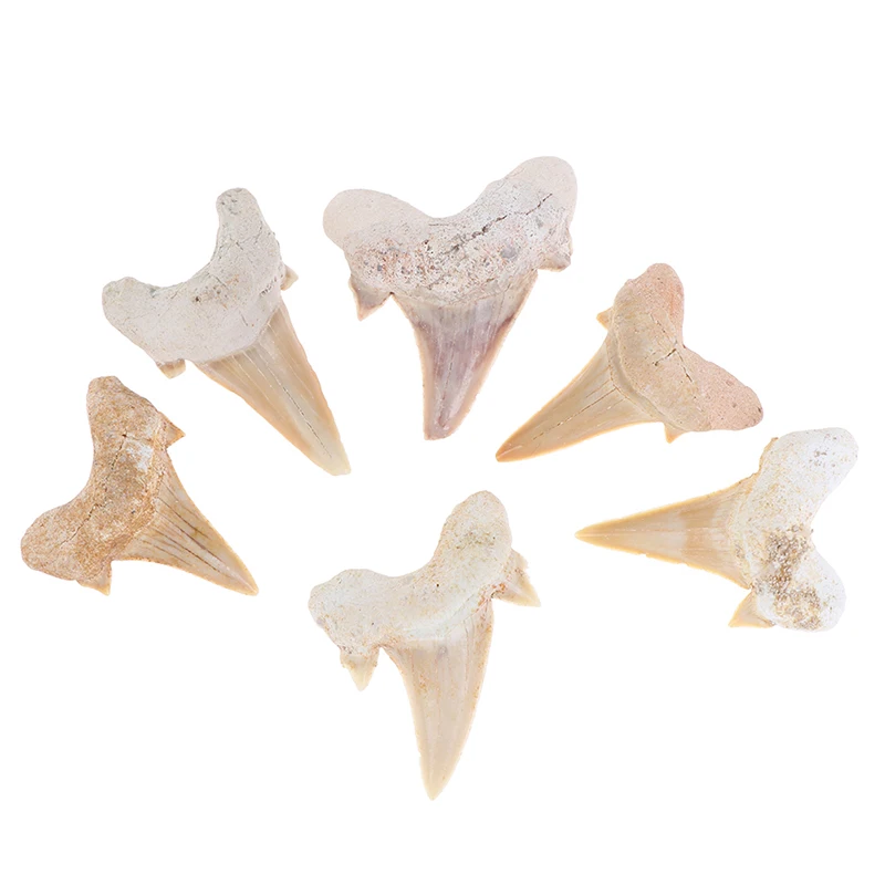 

Megalodon Tooth Fossil Shark Teeth Marine Biology Science Teaching Specimen