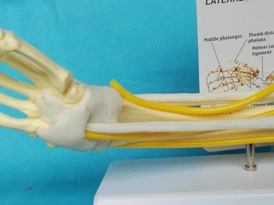 1:1 верхней конечности мышцы рук Модель совместный связка функция модель скелета Учебная модель медицинского модель верхней конечности