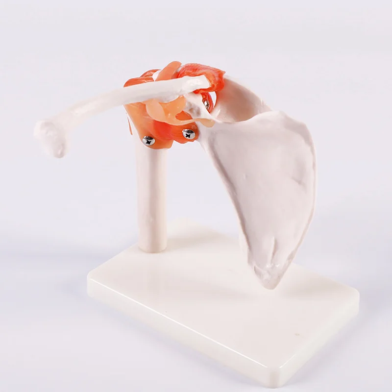 Life-Size Shoulder Joint Model With Ligaments Simulator Medicine Student Medical Science Teaching Sources Supply BIX-A1023