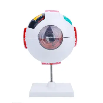 

Dismountable Medical Educational Durable Human Eye Anatomy Model Eyeball Model Anatomical Model ENT Ophthalmology Study Cornea