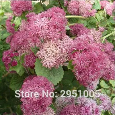 500 шт./лот AGERATUM синяя норка Ageratum Houstonianum цветы для дома и сада# D001