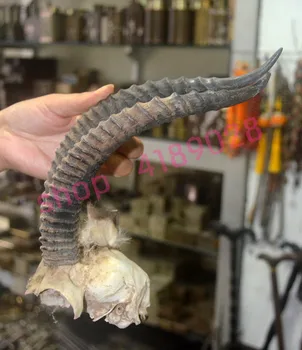 

Natural domesticated wild goat horns, decorative arts and crafts