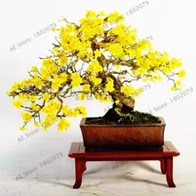 10 шт./пакет постоянный желтый жасмин растения, ароматный завод арабский Жасмин растения, бонсай растения для дома и сада