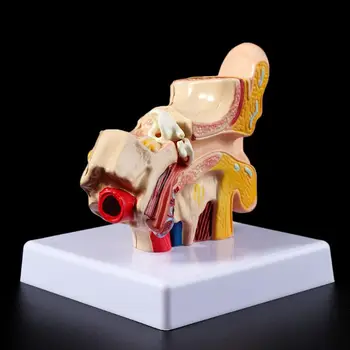 

2020 New 1.5 Times Life Size Human Ear Anatomy Model OrganMedical Teaching Supplies Professional