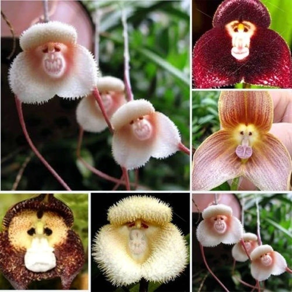 10 Uds orquídea cara de mono rara semillas de flores|Juguetes artesanales|  - AliExpress