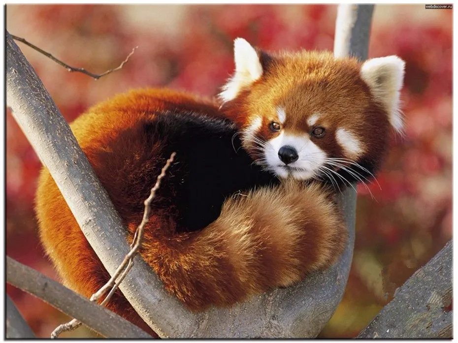 HTB1egqUPFXXXXc2XFXXq6xXFXXX4