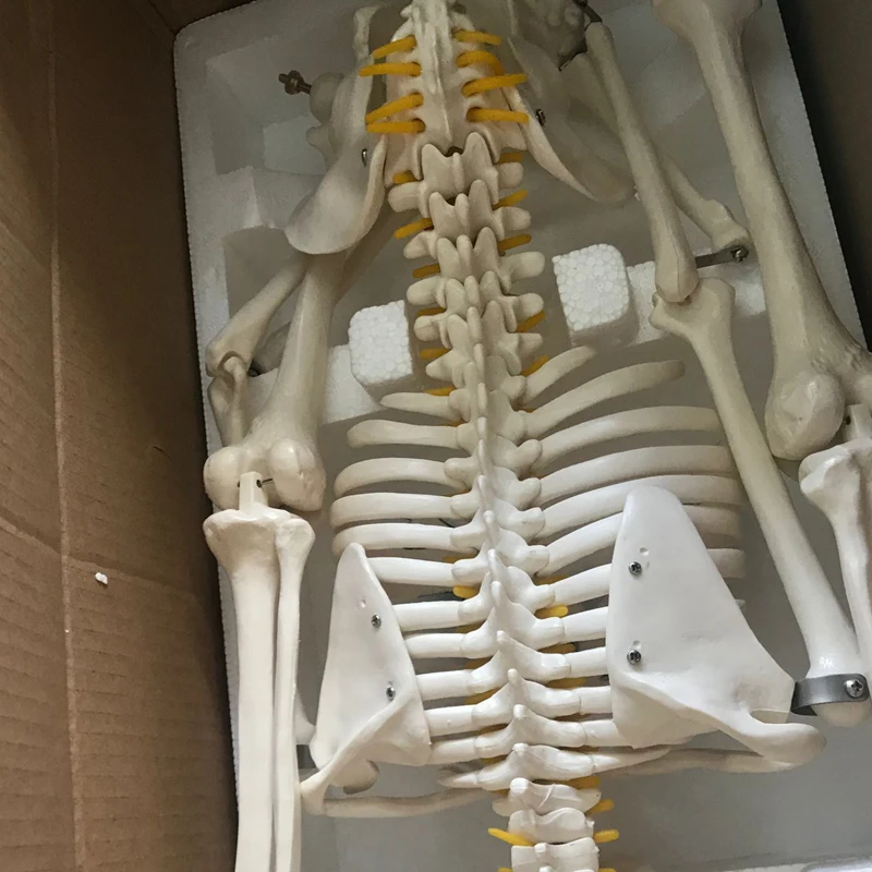 Chinon 85cm Life Size Human Anatomical Skeleton Skull Anatomy Body Model Medical Science Teaching Tools Supplies BIX-A1003
