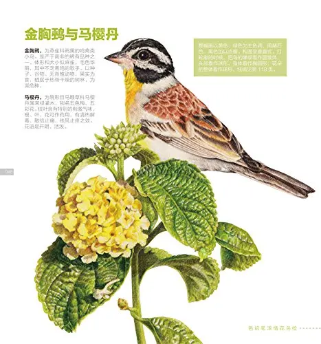 African-Flowers-painted-bird-color-pencil-drawing-books-pencil-sketch-tutorial-hand-painted-color-illustration (2)