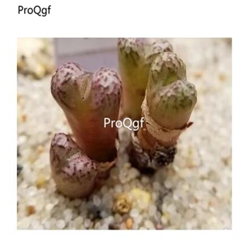 

Ngryise 100pcs a set Luckhoffii SB1208