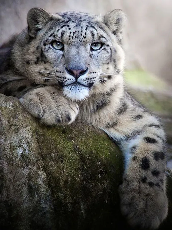 d4cb2e8a931ad752db6ead924da5d584