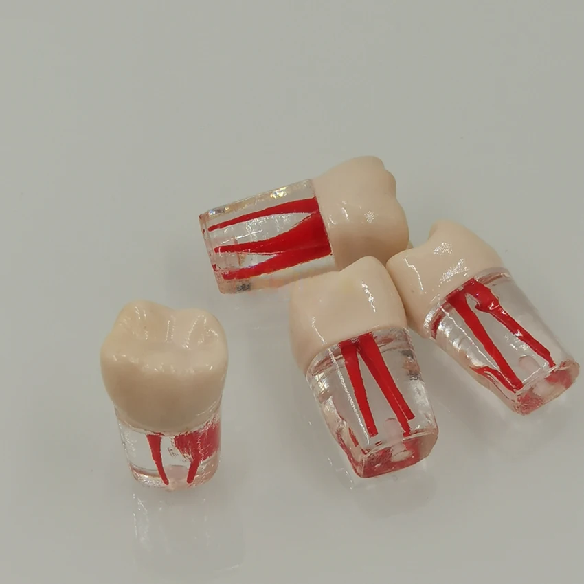 5pcs/set Dental Tooth Model Root Practice Pulp Cavity Clear Resin Teaching Teeth Model For Student Study Science Equipmenent