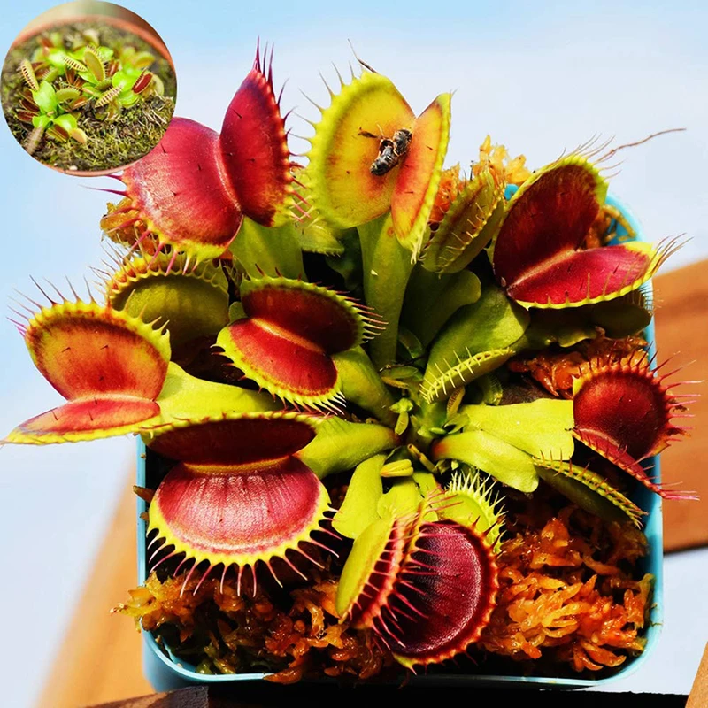 

100Pcs Hot Selling Flytrap Flower bonsais Potted Insectivorous Plant Giant Clip Venus Carnivorous Plant For Home Garden