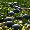 Garden Supplies