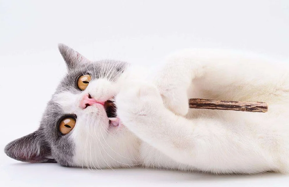 5pcs/lot Cat cleaning teeth catnip pet cat molar Toothpaste Stick Fruit Matatabi Cat Snacks Sticks Pet Cat Supplies