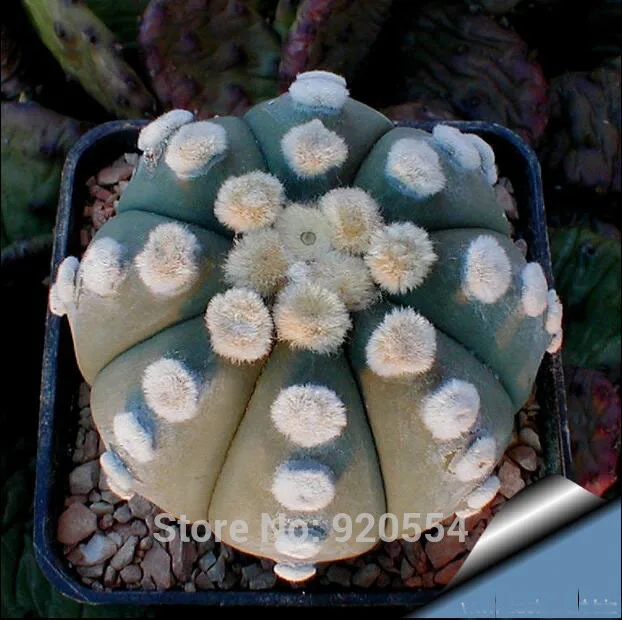 2 Горячая 20 шт смешанные(Астрофитум)-суккулент-s-DIY домашний сад - Цвет: 2