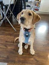 Pet-Vest Harnesses Dog-Supplies Reflective No-Pull Small Walking-Adjustable Large Medium