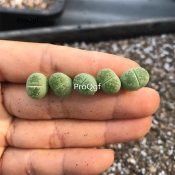 

Ngryise 5Pcs A Set green lvfulai stone flower