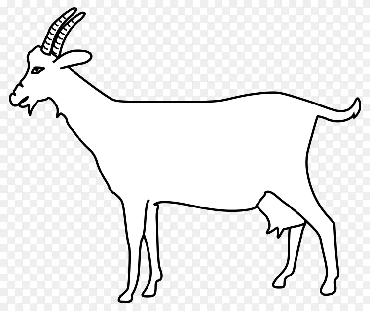 山羊羚羊角人体解剖羊-白山羊