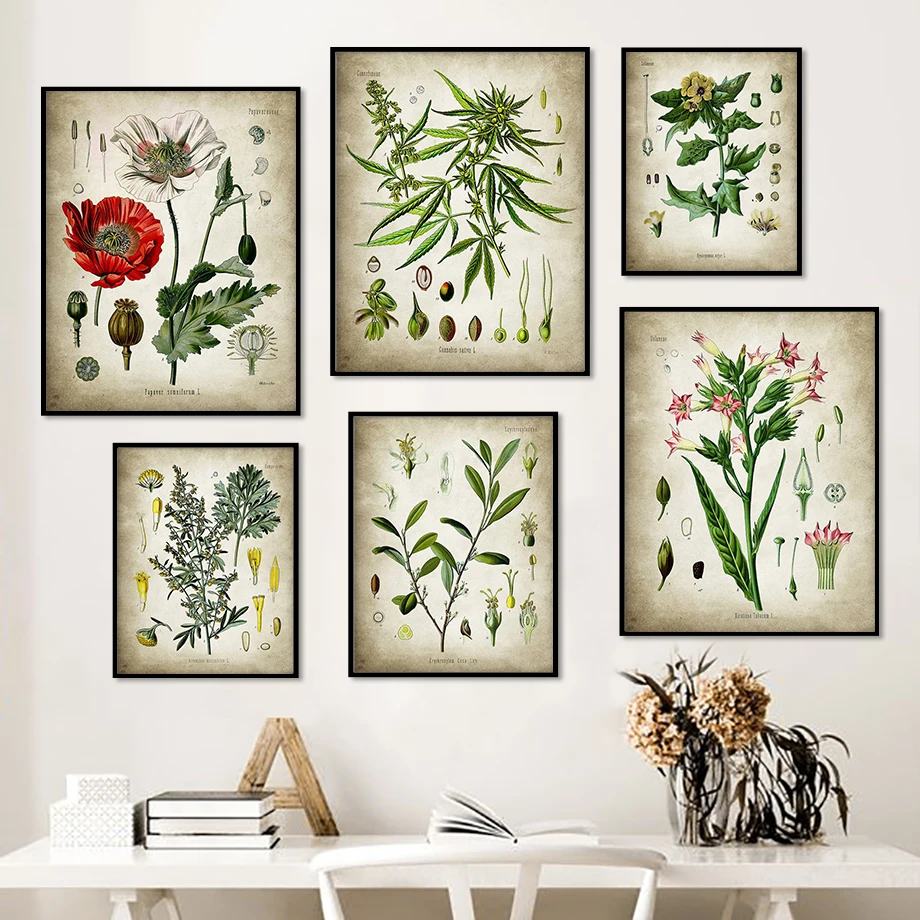 

Vintage Flowers Anatomy Diagram Wall Art Canvas Painting Nordic Posters And Prints Plants Pictures For Living Room Home Decor