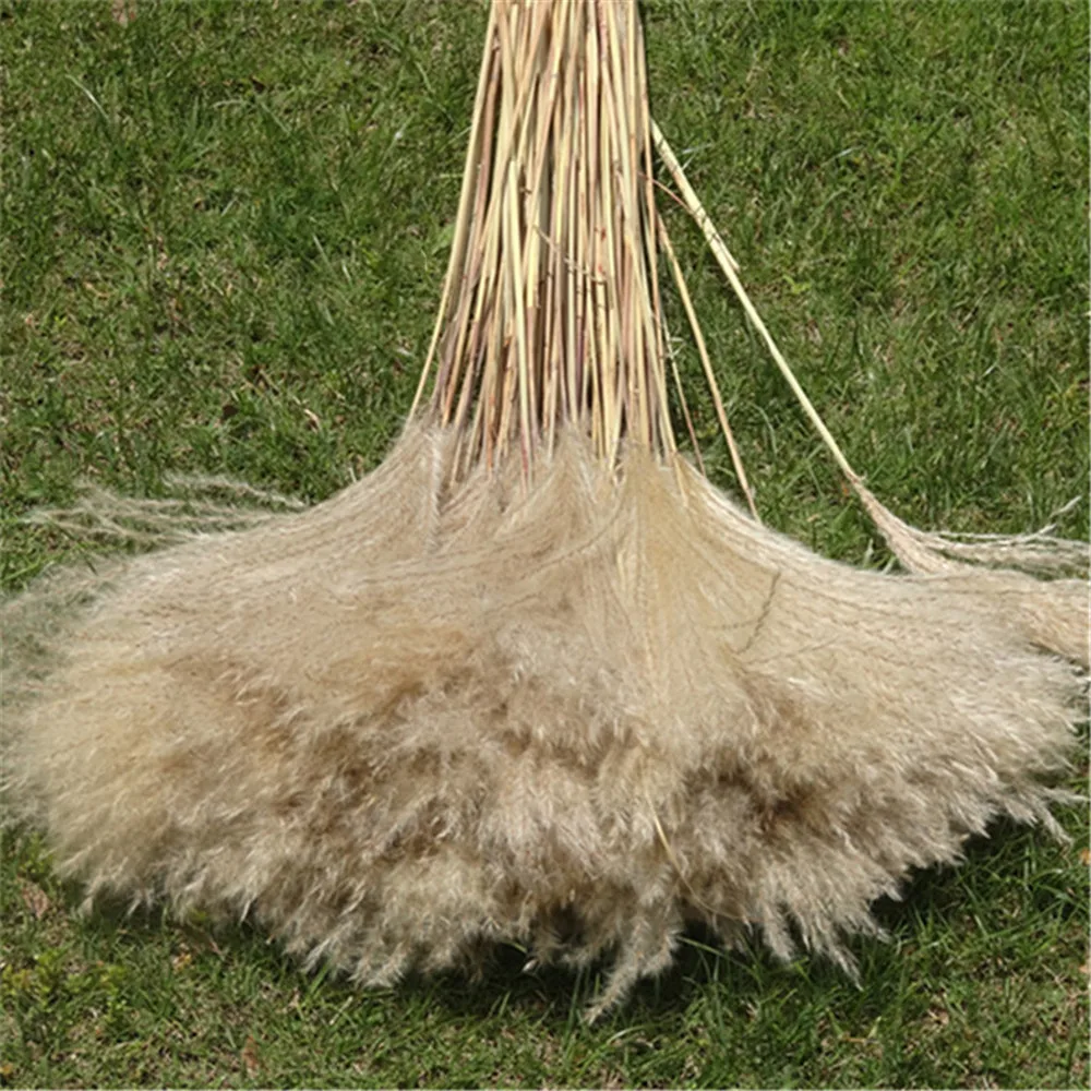 20 шт сырой цвет засушенный натуральный пампасная трава свадебный цветок букет без вазы