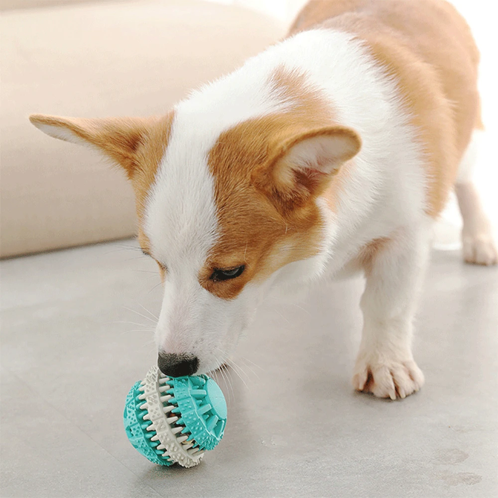 active dog ball