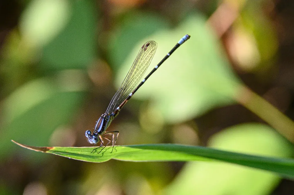 20190820_1929_Z06_5063