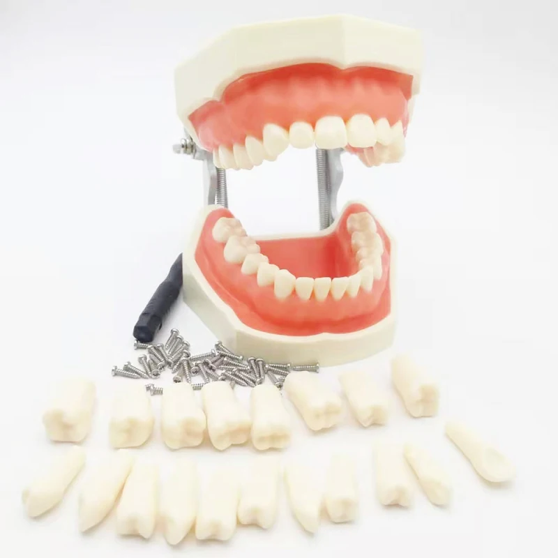 

Dental Teaching Model Standard Dental Typodont Model Demonstration with Removable Teeth Model Removable 28pcs Teeth