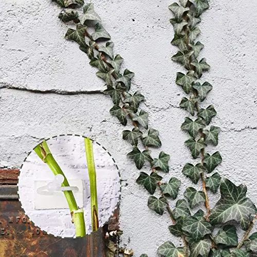 Plant Climbing Self-Adhesive Wall H971223901a674547841a66c270bfa9a6d