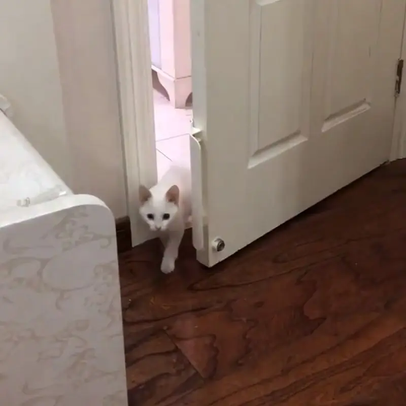 Pet Door Opener Controllable Entry Training Open Door Hole Tool Without Drilling Easy Installation for Dog Cat