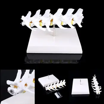 

1PC Dog Canine Lumbar Disc Herniation Model Aid Teaching Anatomy Instruments Study Research Display Student Practice Training