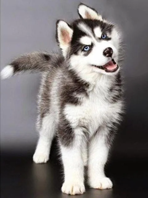 Square/Round Diamond Rhinestone 5D Diy Diamond Painting Animal Stone Embroidery Cute Husky Dog Cross Stitch Pattern Mosaic Gift 8Rp577-8