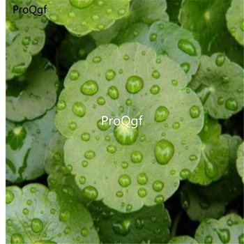 

Ngryise 20Ml A Set Centella asiatica
