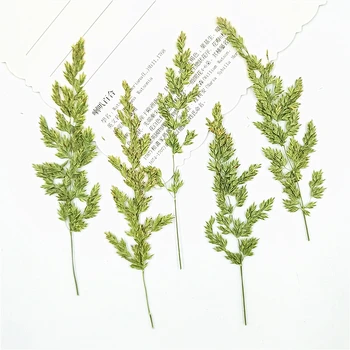 

Natural Pressed Real Dried Kentucky bluegrass Specimen for Art Craft Scrapbooking Epoxy Resin Jewelry Making DIY Decorations