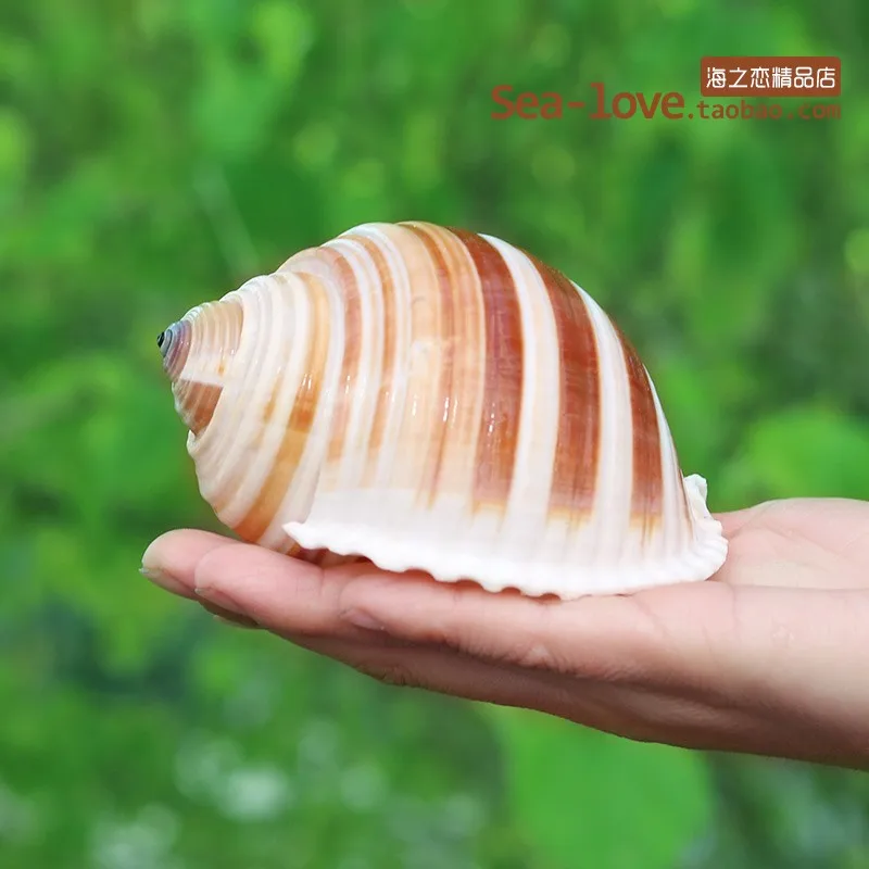 Новая морская улитка, натуральная раковина, большая раковина, аквариум, украшение для аквариума, ролл, моллюски, разведение, средиземноморская ракушка, горшок, мебель