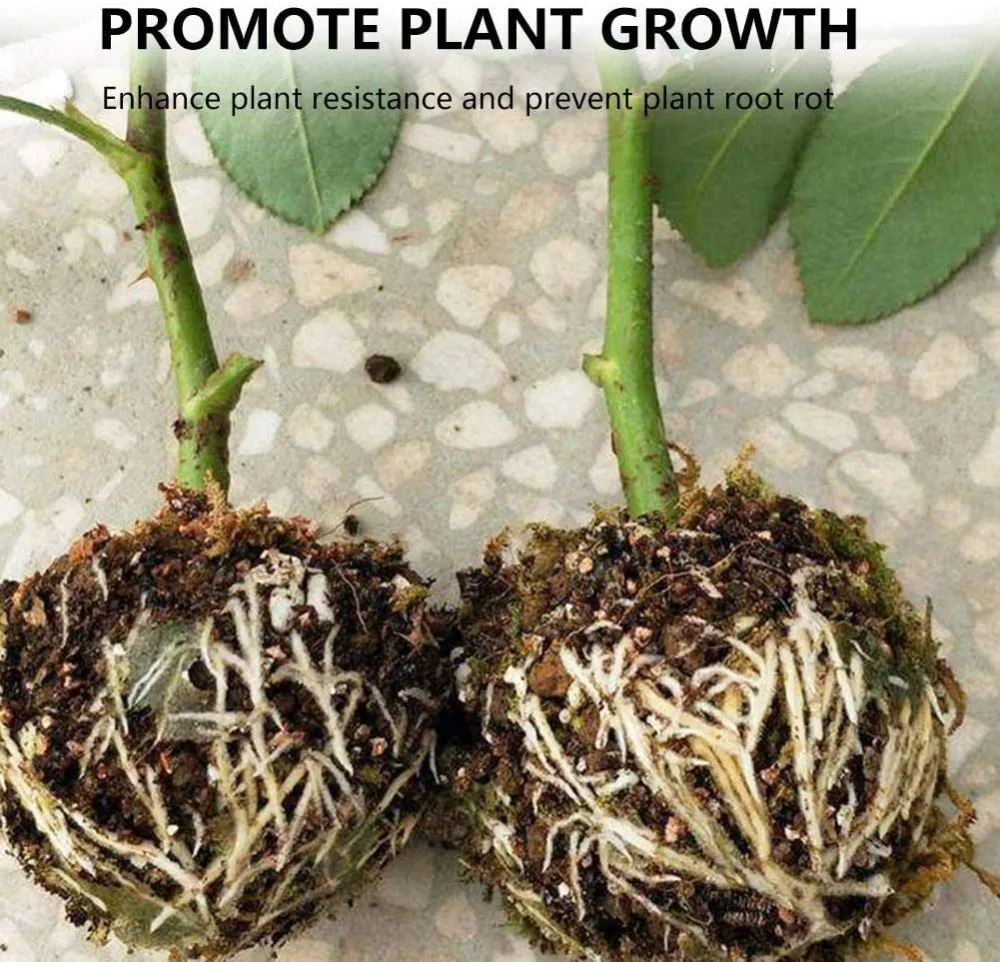 71+7KXdAlyL._AC_SL1001_