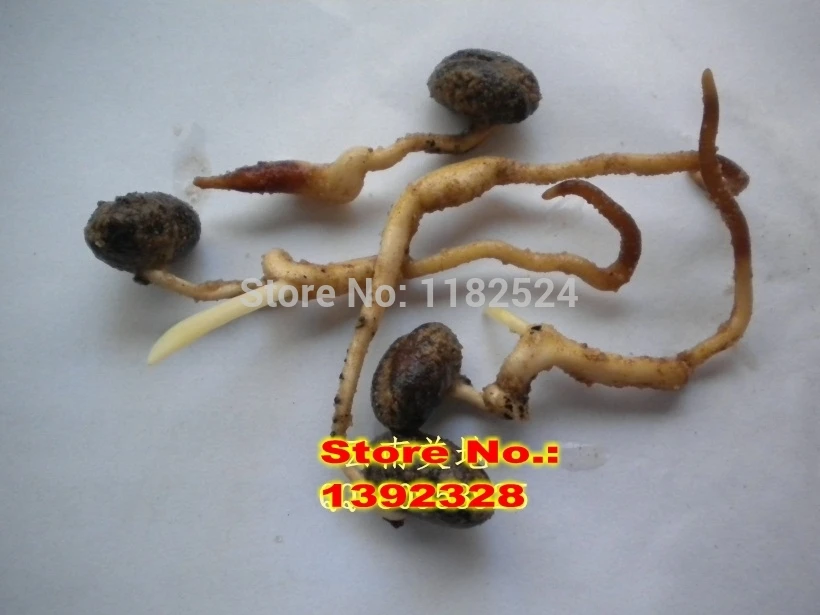 20 шт подлинный свежий Феникс canariensis S Цветочное дерево S