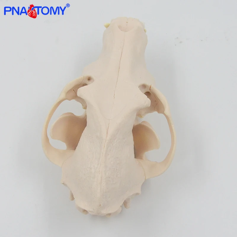 Canine Skull Anatomy Model 5