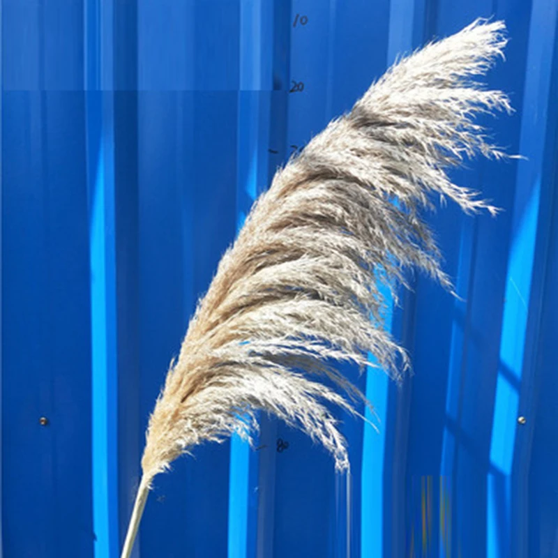 3pcs 55cm/80cm Natural Dried Big Pampas Grass Phragmites Wedding Ceremony Home Reed Plants Valentine's Day Party Decoration