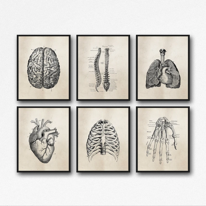 

Human Anatomy Medical Anatomy Science Vintage Posters Art Canvas Print Medical Doctor Clinic Wall Decor Pictures Canvas Painting