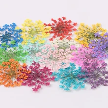 12/30 шт прессованный высушенный ами Majus цветок сухой ожерелье в виде растений изготовления ювелирных изделий ремесла Сделай Сам аксессуары Искусственные цветы украшения