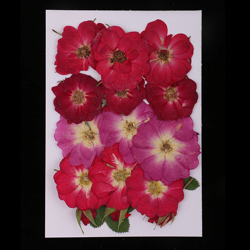 Lots Mixed Real Pressed Flower Dried Flowers  for Resin Jewellery Scrapbooking Phone Case Making Crafts DIY Dry Plants