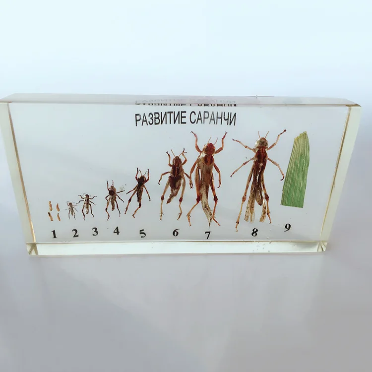 Locust Смола насекомое Locust пчелиный Шелкопряд бабочка файлы развития истории развития образцы биологической энтомология учебные материалы - Цвет: Locust