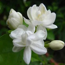 Не упустите предложение! 1 упаковка около 50 штук белый жасмин бонсай, ароматное растение арабский Жасмин цветок Флорес для дома и сада