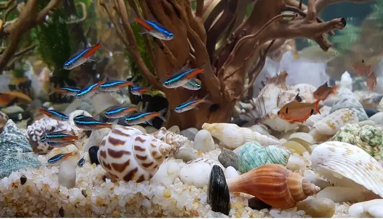 H9796d6e9ee094efa96f44fd38380659bF.jpg?width=746&height=427&hash=1173