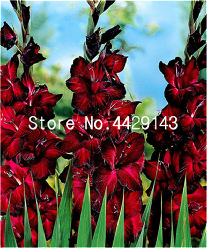 

200 Pcs Different Perennial Gladiolus Bonsai Flower Multi-Color Rare Sword Lily plants Very Beautiful For Home Garden