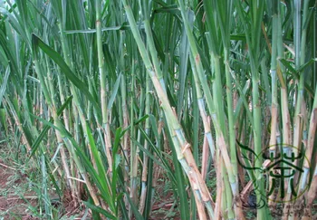 

Pennisetum Alopecuroides Sweet Elephant Grass Tian-Xiang-Cao